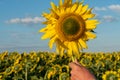 A large field of sunflowers on a sunny summer day under a blue sky and fluffy clouds. A farmer holds a large ripe sunflower flower Royalty Free Stock Photo