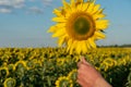 A large field of sunflowers on a sunny summer day under a blue sky and fluffy clouds. A farmer holds a large ripe sunflower flower Royalty Free Stock Photo