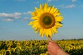 A large field of sunflowers on a sunny summer day under a blue sky and fluffy clouds. A farmer holds a large ripe sunflower flower Royalty Free Stock Photo