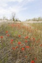 Large field of Wild Indian Paintbrush, Long Point, Canada