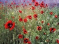 Poppies Royalty Free Stock Photo