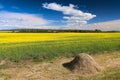 Large field with yellow rapeseed flowers. In the background, there are trees and mountains. There is a haystack in front