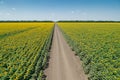 Large field of yellow sunflowers, road and sky on Royalty Free Stock Photo