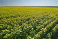 Large field of yellow sunflowers and sky on bright Royalty Free Stock Photo