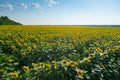 Large field of yellow sunflowers and sky on summer Royalty Free Stock Photo