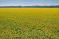 Large field of yellow sunflowers, trees on horizon Royalty Free Stock Photo