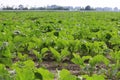 A large field with young green beet plants in holland Royalty Free Stock Photo