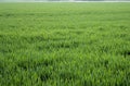 Large field of young green shoots in early spring.