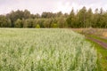 A large field of young oats, surrounded by forest