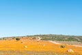 Large fields of indigenous orange daisies