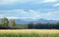 Large fields of ripe wheat in the mountains in the outskirts are waiting to be harvested. Royalty Free Stock Photo