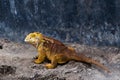 Large fierce looking land iguana seen in closeup walking next to a dark blue wall