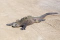 Large fierce looking male marine iguana seen in closeup relaxing in the sun on a sandy road Royalty Free Stock Photo