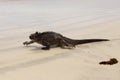 Large fierce looking male marine iguana seen in closeup walking in the sun on a sandy beach Royalty Free Stock Photo