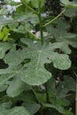 Large fig leaf still attached to tree Royalty Free Stock Photo