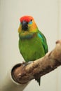 Large fig parrot Royalty Free Stock Photo