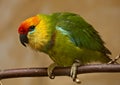 Large Fig Parrot (Psittaculirostris desmarestii) Royalty Free Stock Photo