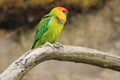 Large fig parrot Royalty Free Stock Photo