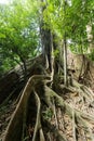 Large fig tree Royalty Free Stock Photo