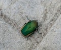 Large Figeater beetle in the backyard, California Royalty Free Stock Photo