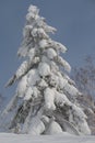 large fir tree covered in heavy snow Royalty Free Stock Photo