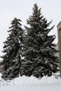 Large fir trees with lush branches, needles and cones are covered with snow.