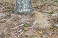Large fire ant hill against oak tree base