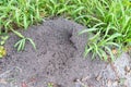 Large ant hill Royalty Free Stock Photo