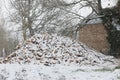 Large firewood stack in wintertime