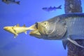 Large Fish Eating a Smaller Fish Exhibit