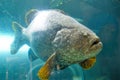Large fish Giant grouper swimming in aquarium. Royalty Free Stock Photo