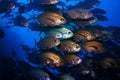 Large fish school close photo deep underwater