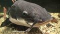 Large fish sheat-fish floats in an aquarium