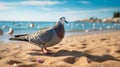 Birds Flying By The Sand: A Pigeon\'s Graceful Encounter With The Ocean