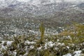 Large Cactus Stands Out in a Valley Filled with Cacti and a Brown Stream they are All Covered in Snow Royalty Free Stock Photo