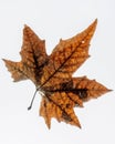A large five-pointed leaf with autumn colors isolated on a white background
