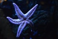 Large five-pointed starfish in an aquarium Gdynia, Poland