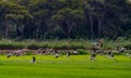 Large flamingo group flying out of the ricefield