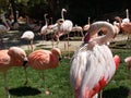Large Flamingo preen wing feathers in a flock on the lawn of LA zoo