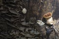 Brown fungus growing on tree