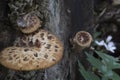 Brown fungus growing on tree