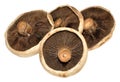 Large Flat Mushrooms