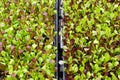 Large flats of baby lettuce greens growing Royalty Free Stock Photo