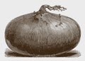 Large, flattened onion in side view