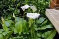 Large flawless white Calla lilies flowers, Zantedeschia aethiopica, with a bright yellow spadix in the centre of each flower. The