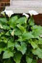 Large flawless white Calla lilies flowers, Zantedeschia aethiopica, with a bright yellow spadix in the centre of each flower. The