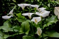 Large flawless white Calla lilies flowers, Zantedeschia aethiopica, with a bright yellow spadix in the centre of each flower.  The Royalty Free Stock Photo