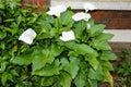 Large flawless white Calla lilies flowers, Zantedeschia aethiopica, with a bright yellow spadix in the centre of each flower.  The Royalty Free Stock Photo