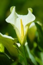 Large flawless white Calla lilies flowers, Zantedeschia aethiopica, with a bright yellow spadix in the centre of each flower. Whit Royalty Free Stock Photo