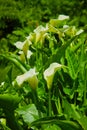 Large flawless white Calla lilies flowers, Zantedeschia aethiopica, with a bright yellow spadix in the centre of each flower. Whit Royalty Free Stock Photo